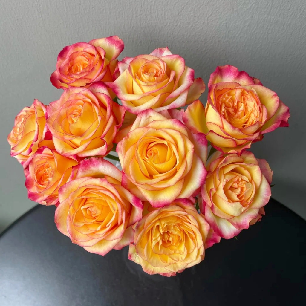 Tao Zhi Yao Yao Rose