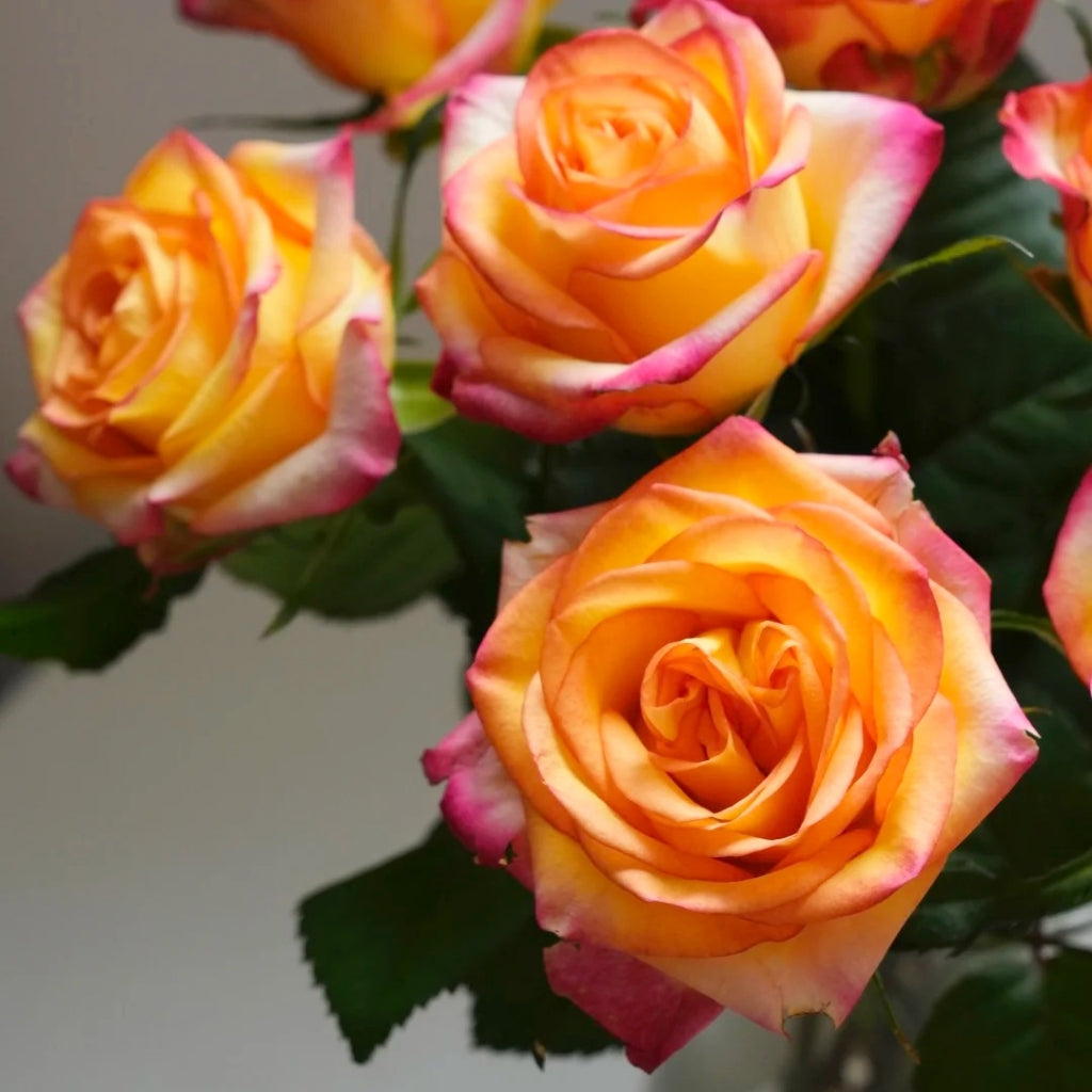 Tao Zhi Yao Yao Rose