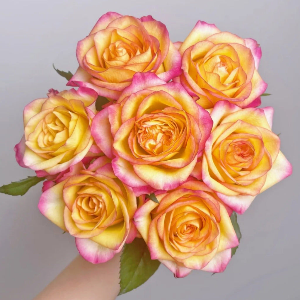 Tao Zhi Yao Yao Rose