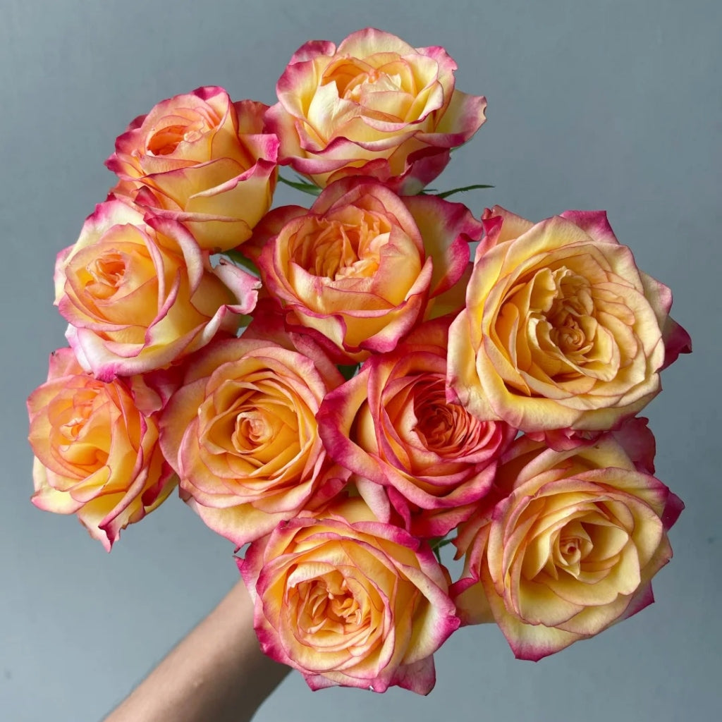 Tao Zhi Yao Yao Rose