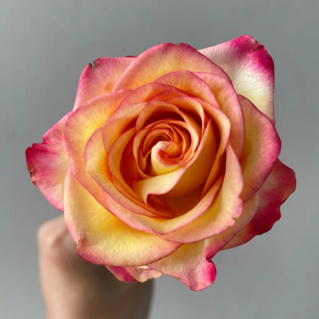 Tao Zhi Yao Yao Rose