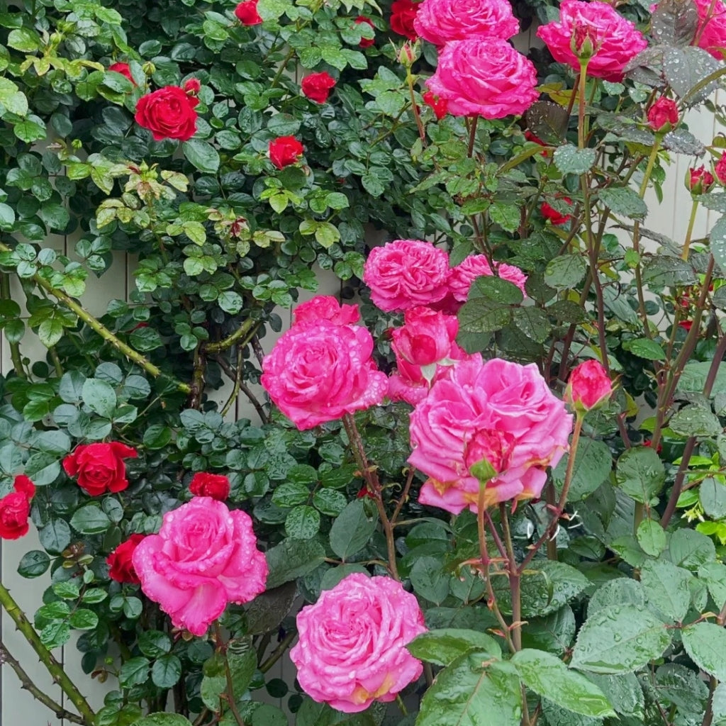 Tao Zhuo Lan Tian Rose