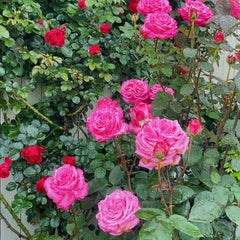 Tao Zhuo Lan Tian Rose