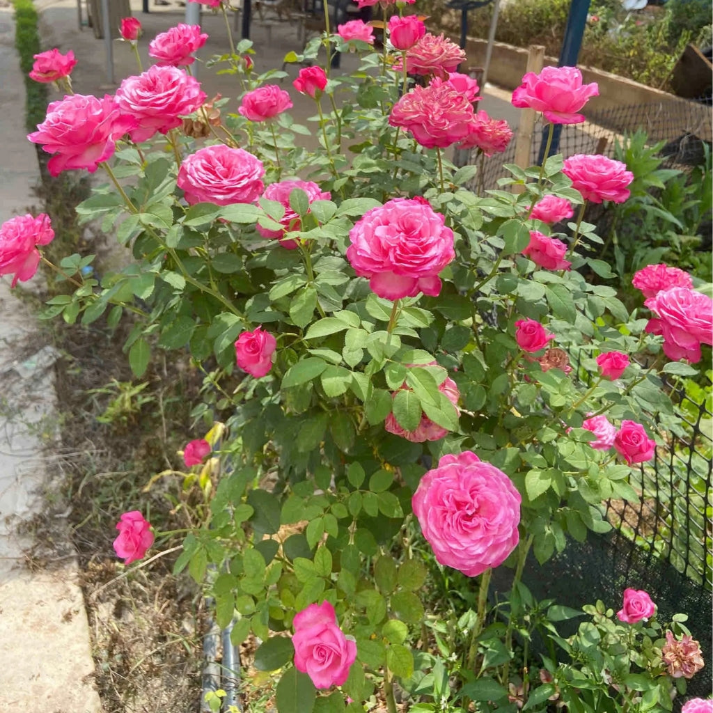 Tao Zhuo Lan Tian Rose