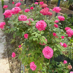 Tao Zhuo Lan Tian Rose
