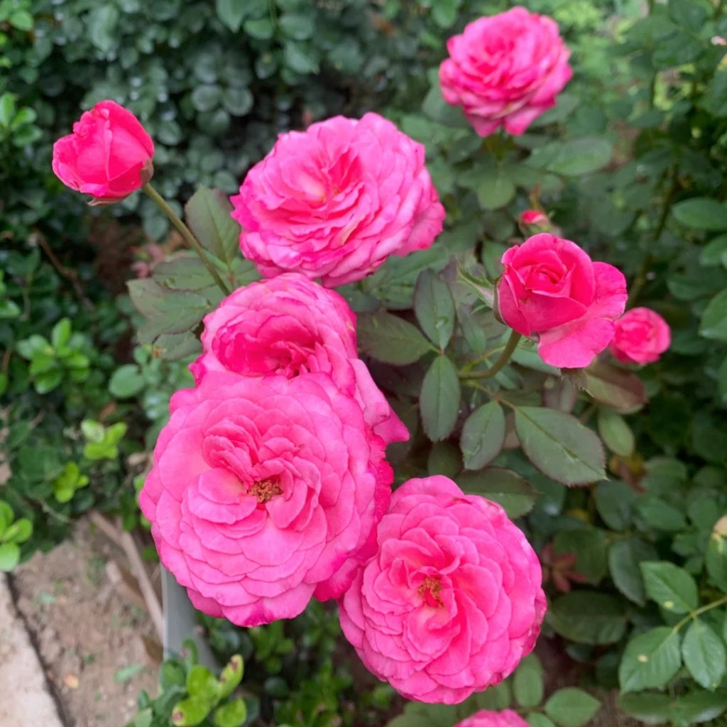 Tao Zhuo Lan Tian Rose