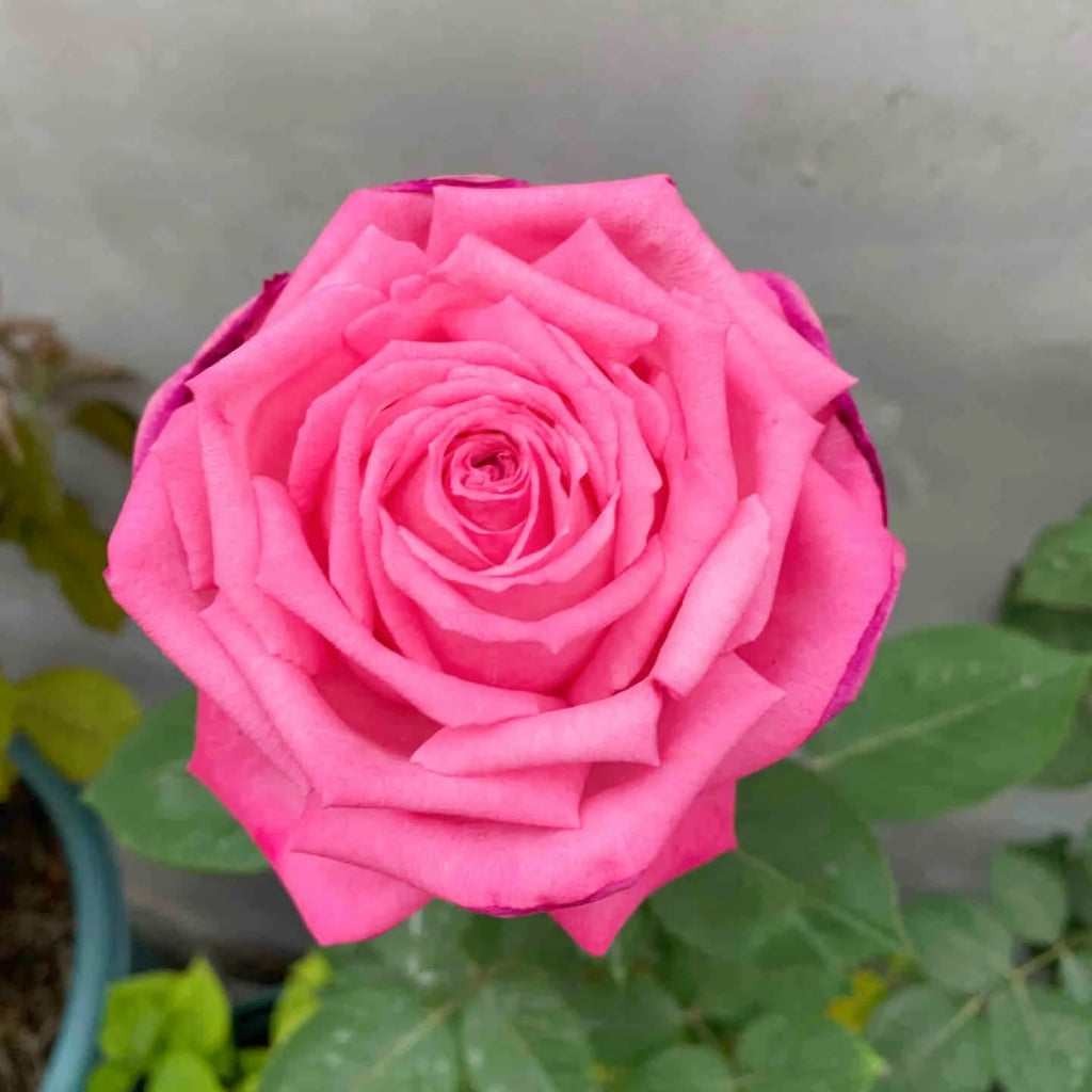 Tao Zhuo Lan Tian Rose