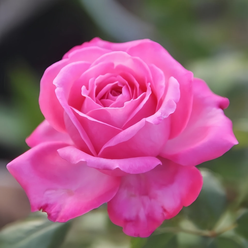 Tao Zhuo Lan Tian Rose