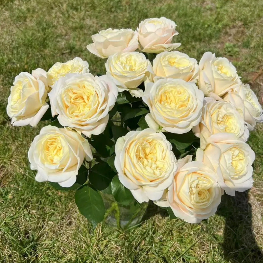 Teresa Rose Madame Gulya Rose