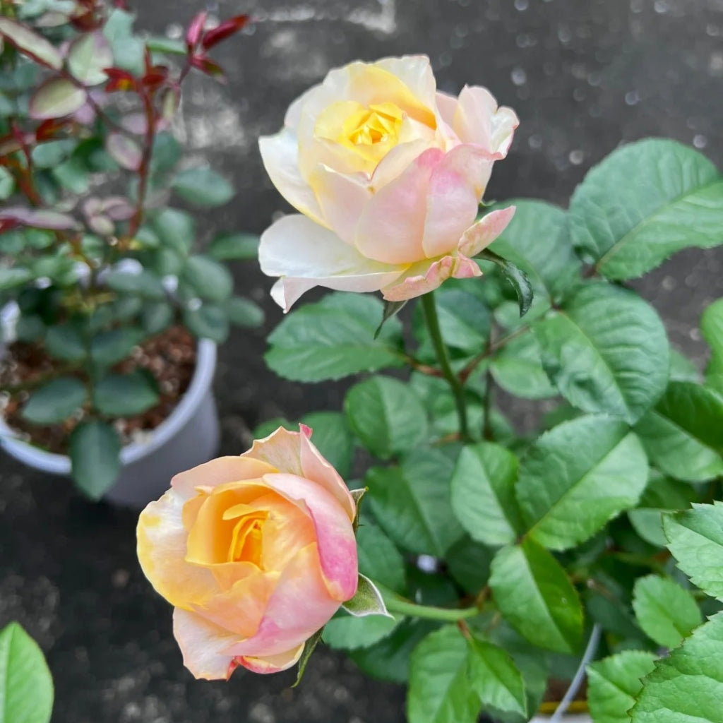 Teresa Rose Madame Gulya Rose