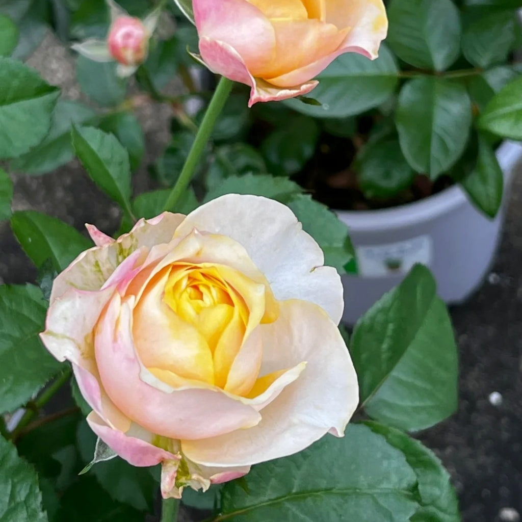 Teresa Rose Madame Gulya Rose