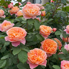 The Impressionist Rose