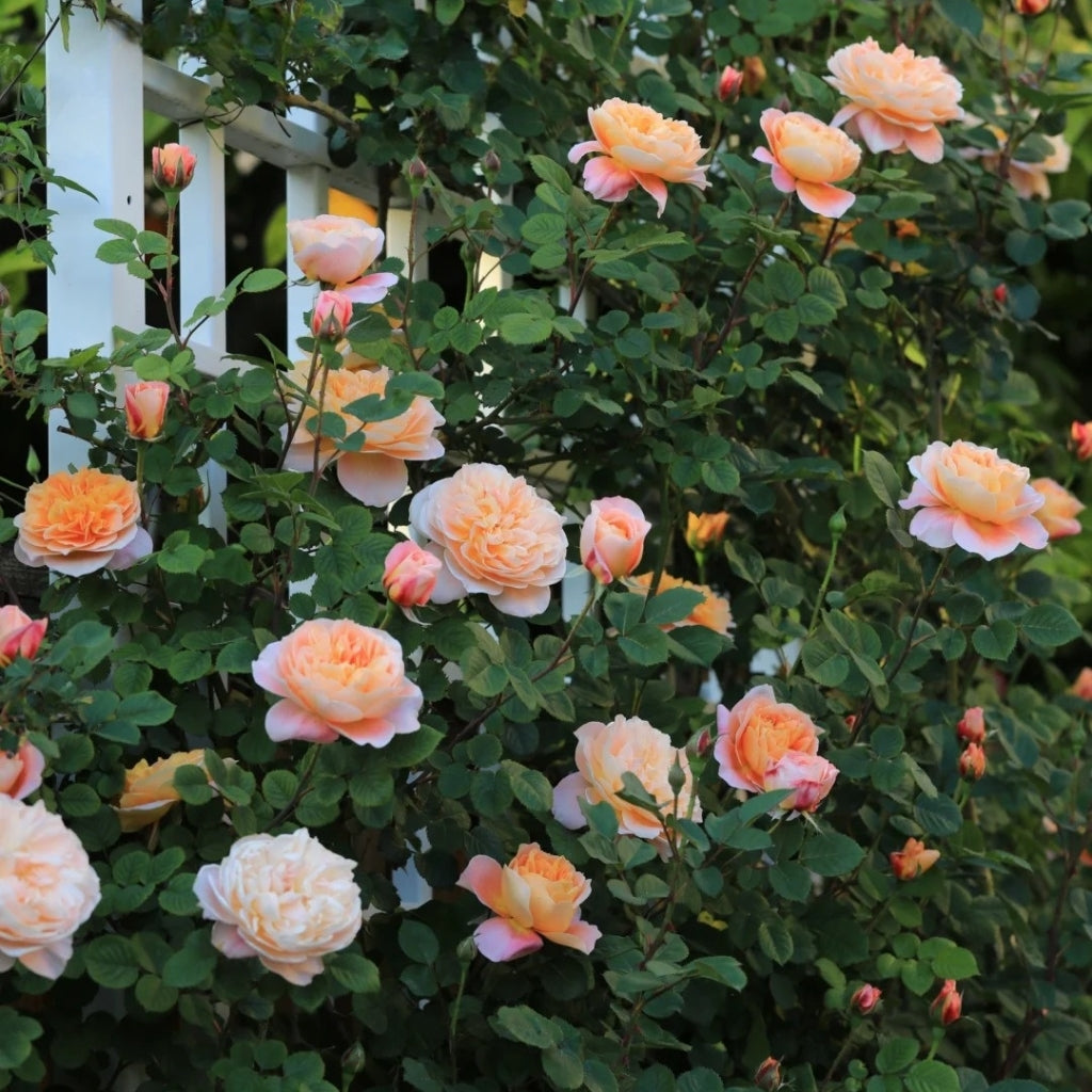 The Impressionist Rose