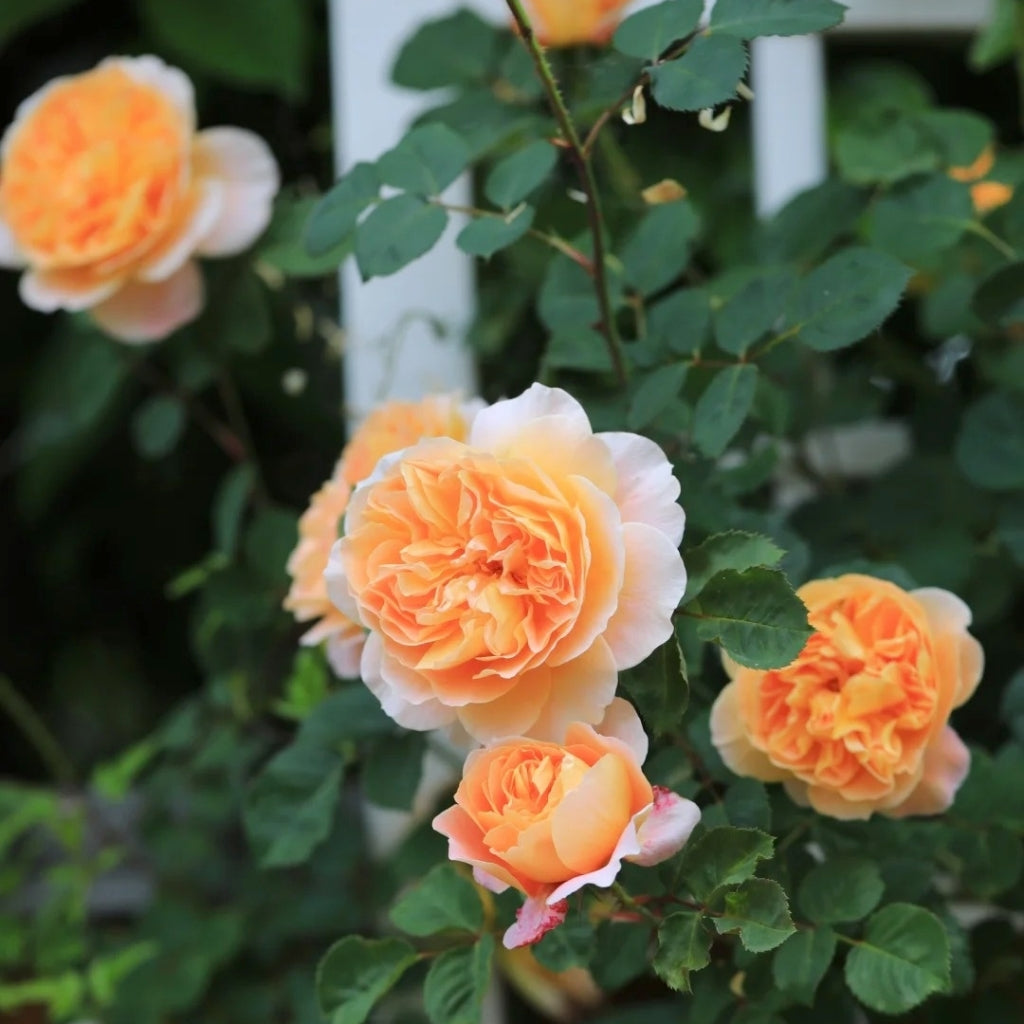 The Impressionist Rose