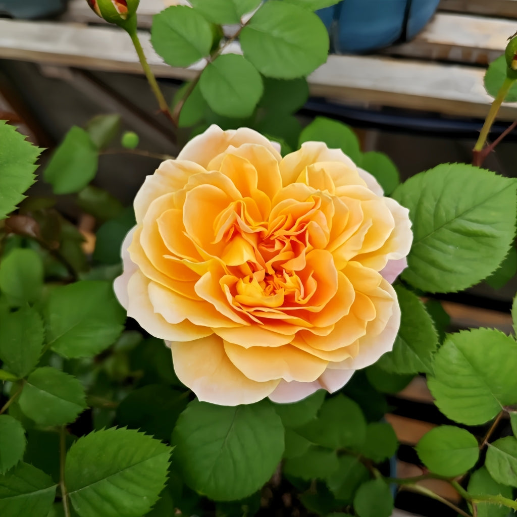 The Impressionist Rose