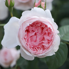 The Wedgwood Rose