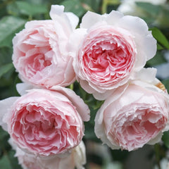 The Wedgwood Rose