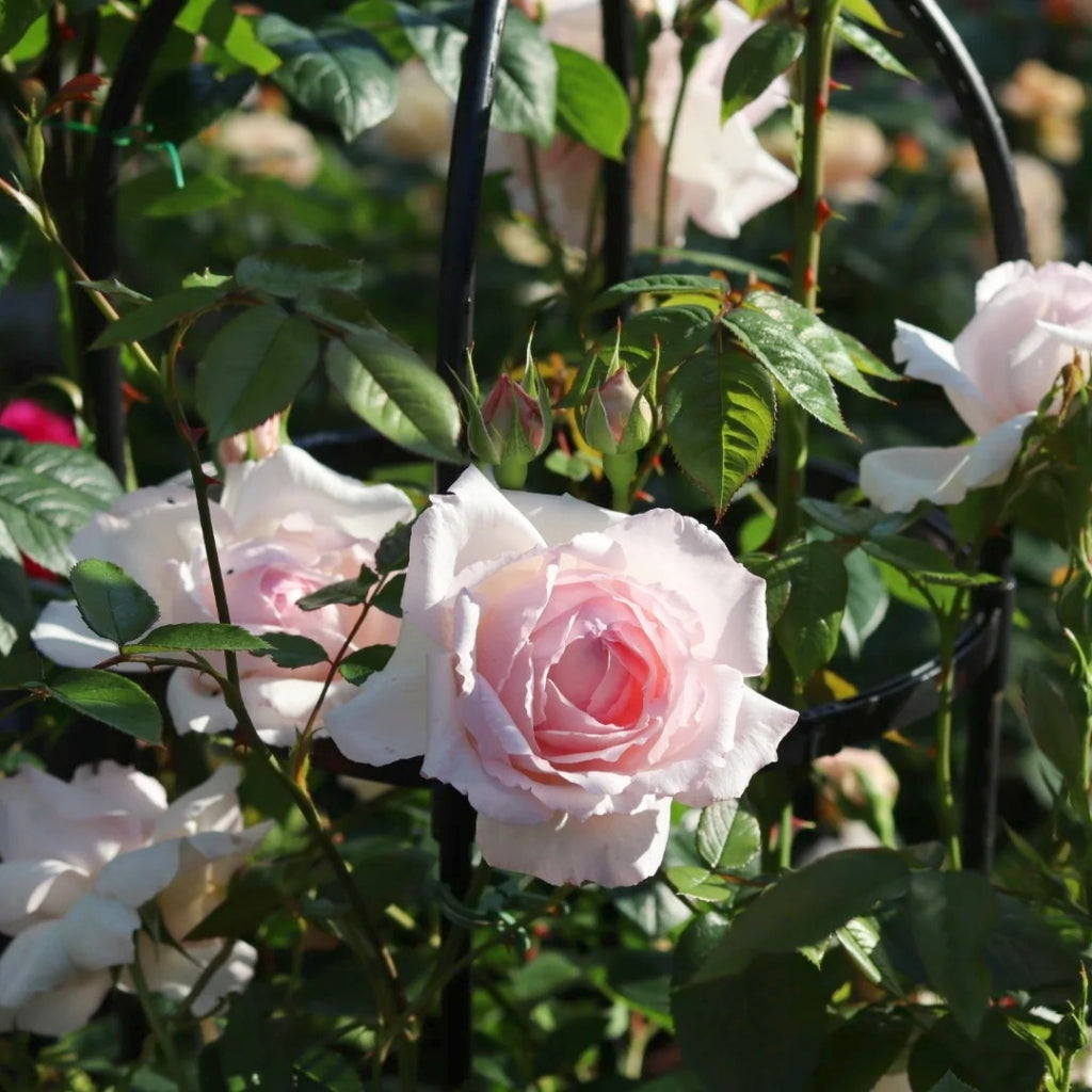 The Wedgwood Rose