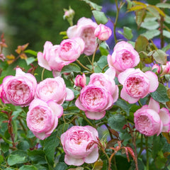 The Mill On The Floss Rose