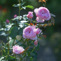The Mill On The Floss Rose