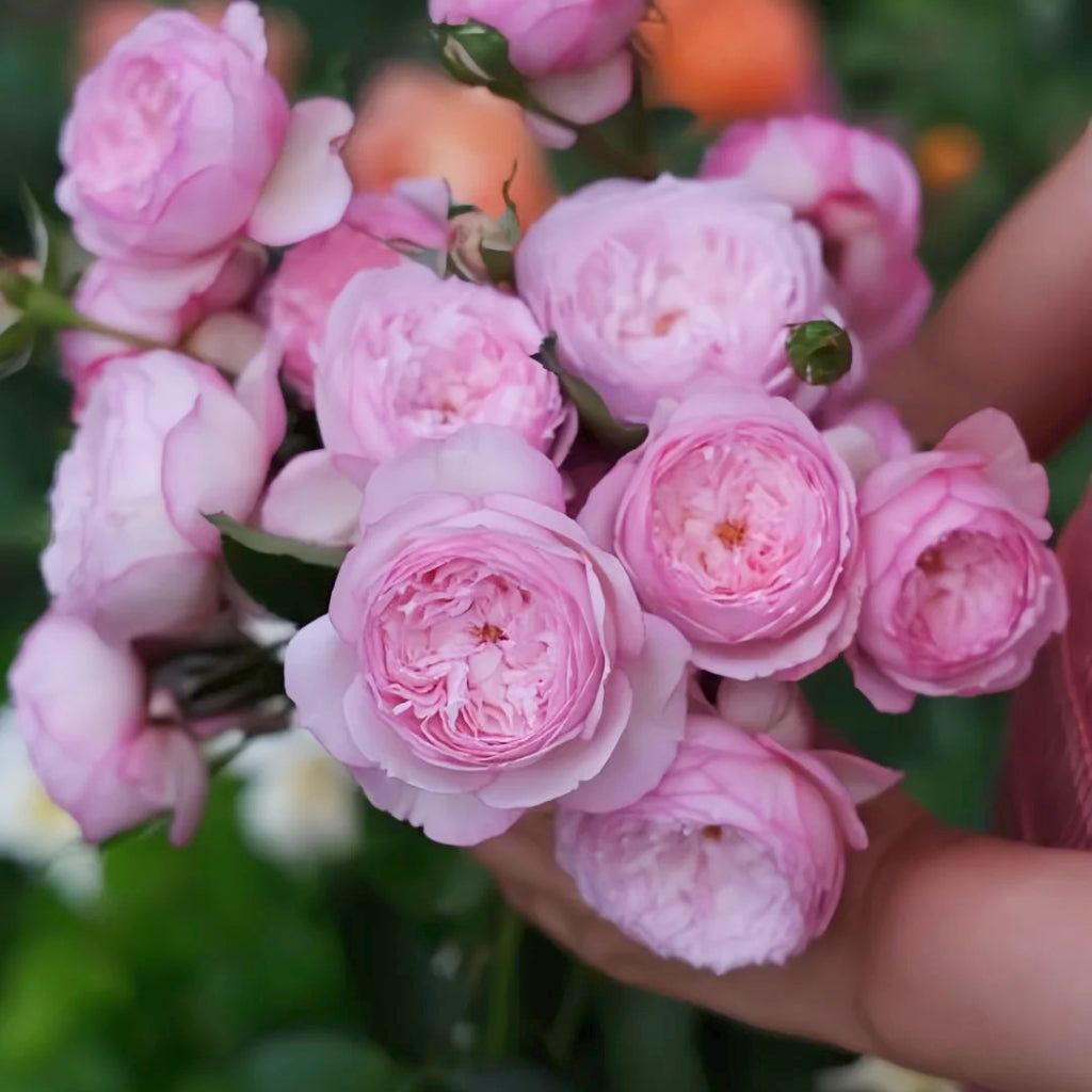 The Mill On The Floss Rose