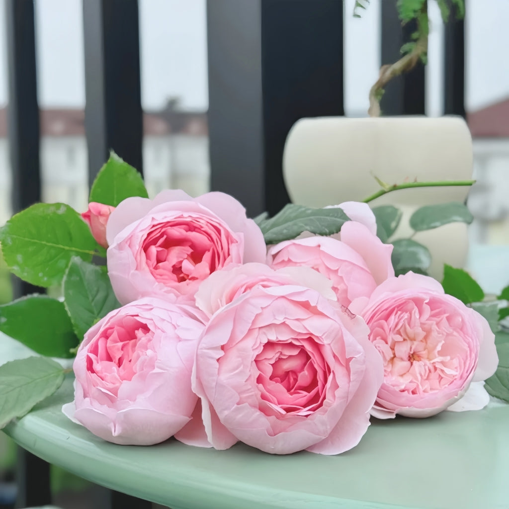 The Mill On The Floss Rose