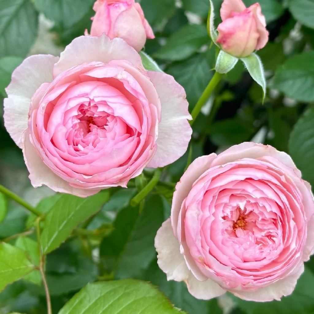 The Mill On The Floss Rose