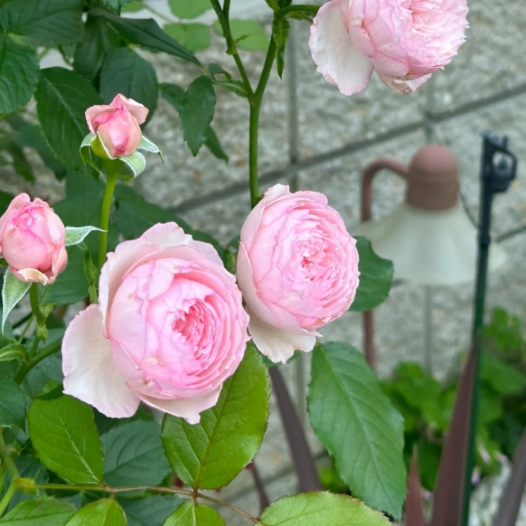 The Mill On The Floss Rose