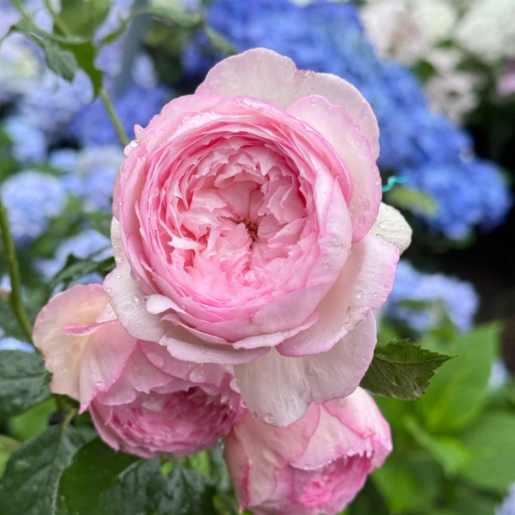 The Mill On The Floss Rose