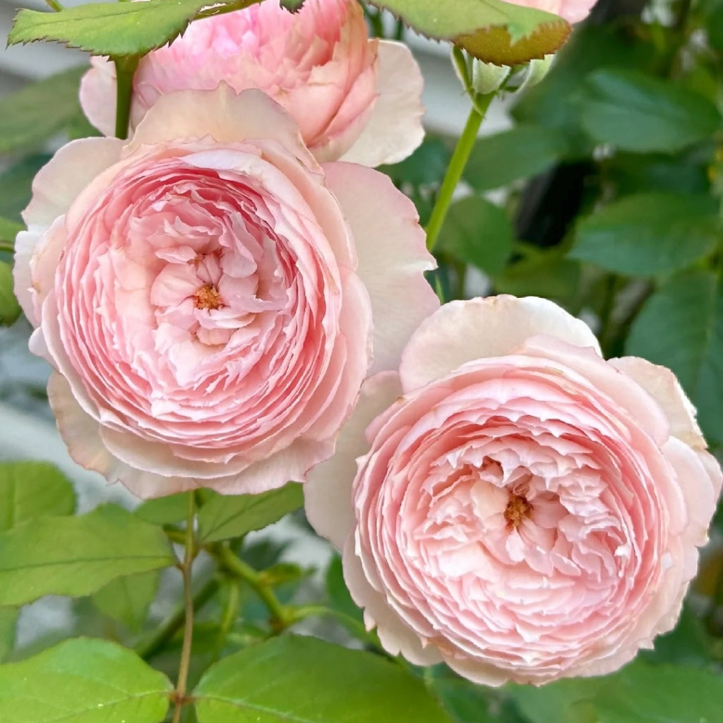 The Mill On The Floss Rose