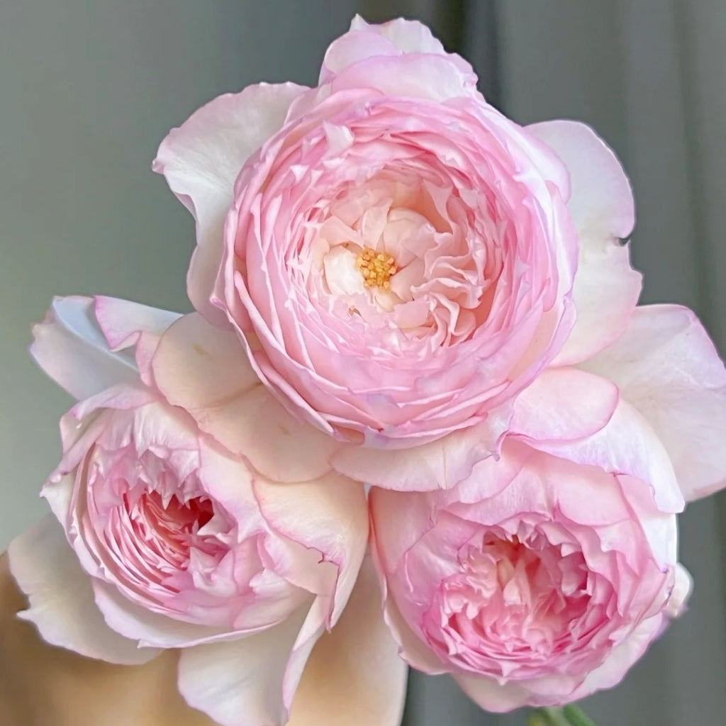 The Mill On The Floss Rose