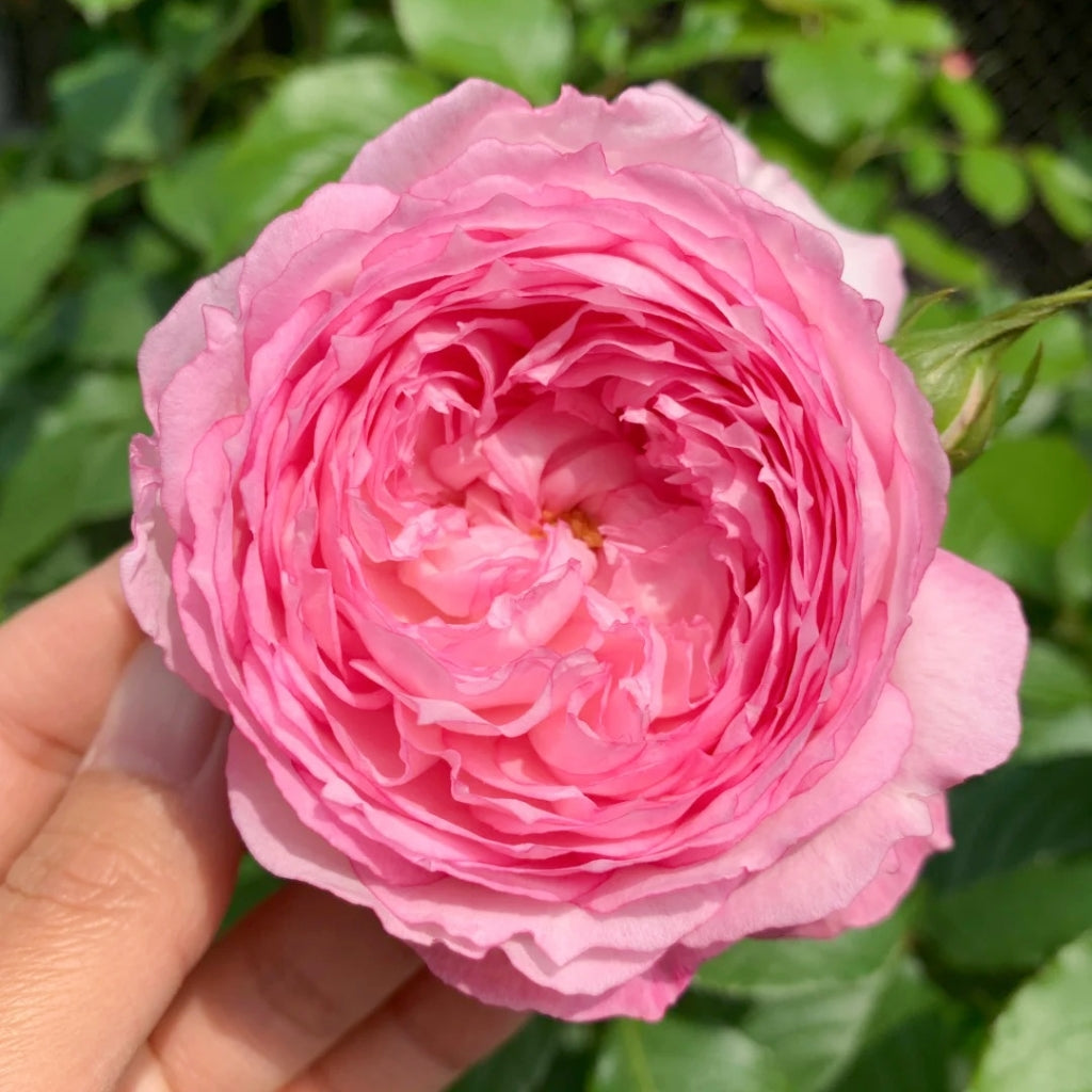 The Mill On The Floss Rose