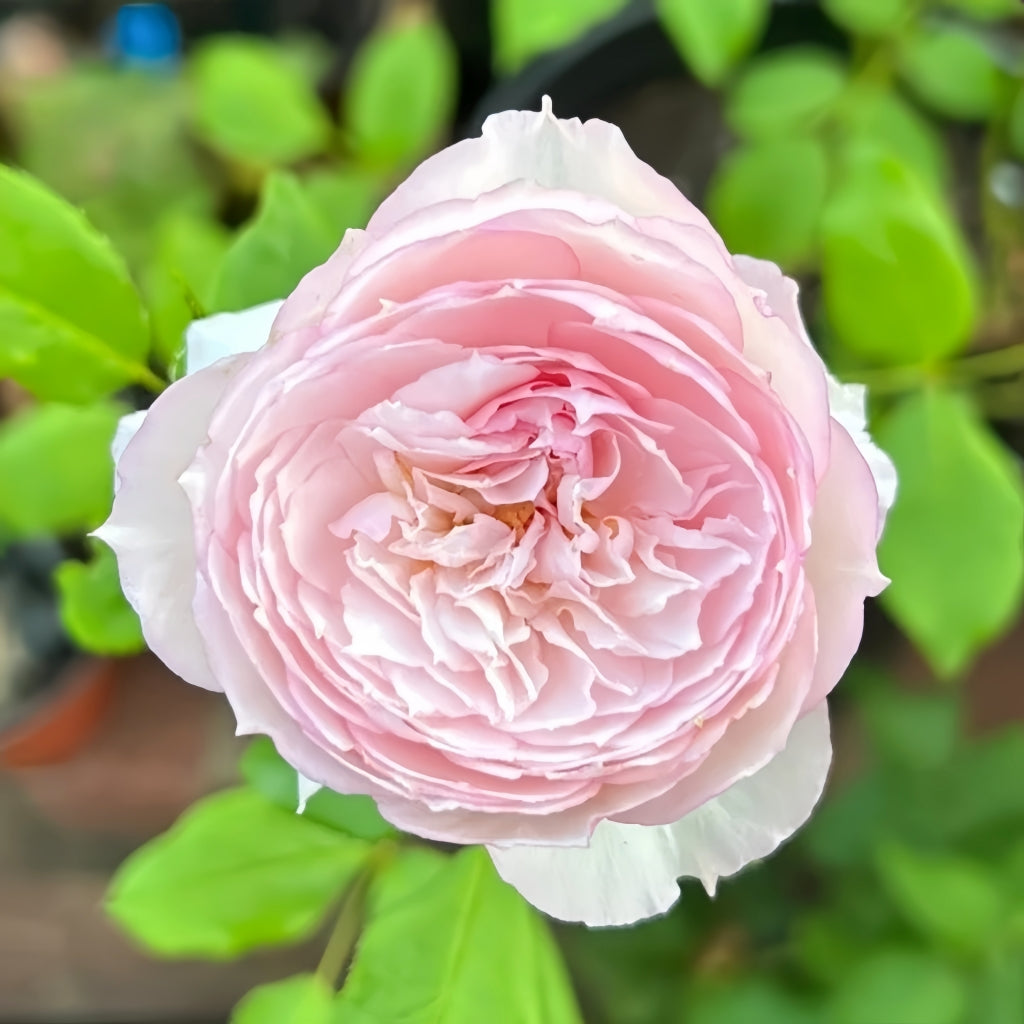 The Mill On The Floss Rose