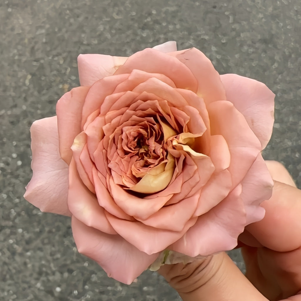 Thé nature Rose