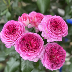 Thierry Marx Rose