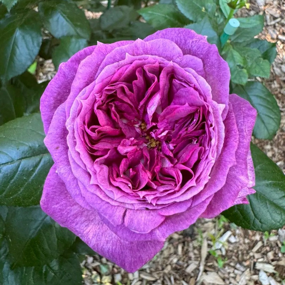 Thierry Marx Rose