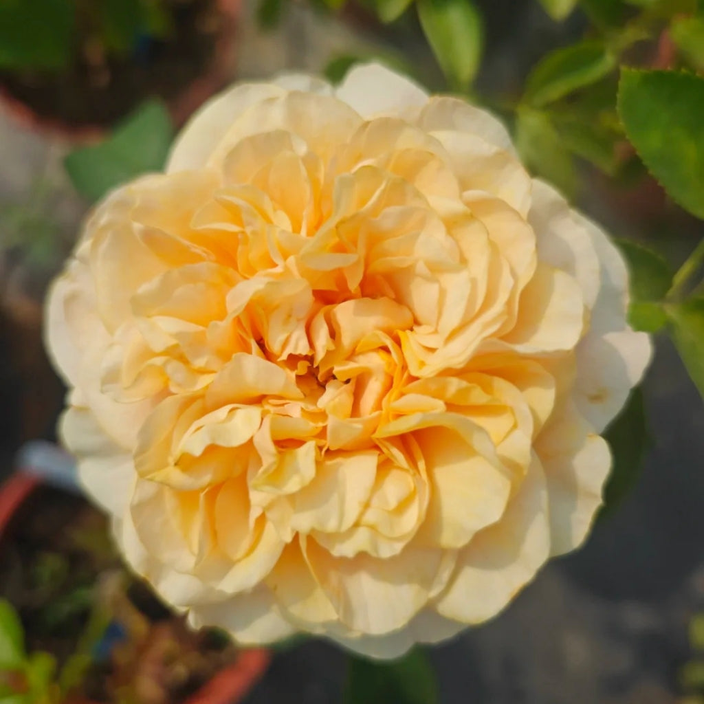 Tie Dye Rose