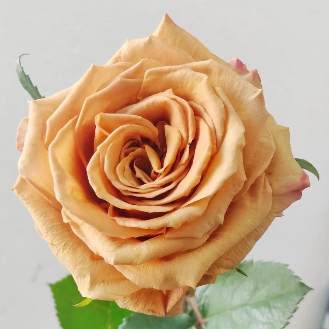 Toffee Rose – Unique Brown Cut Rose with Long Vase Life – Rosesplant
