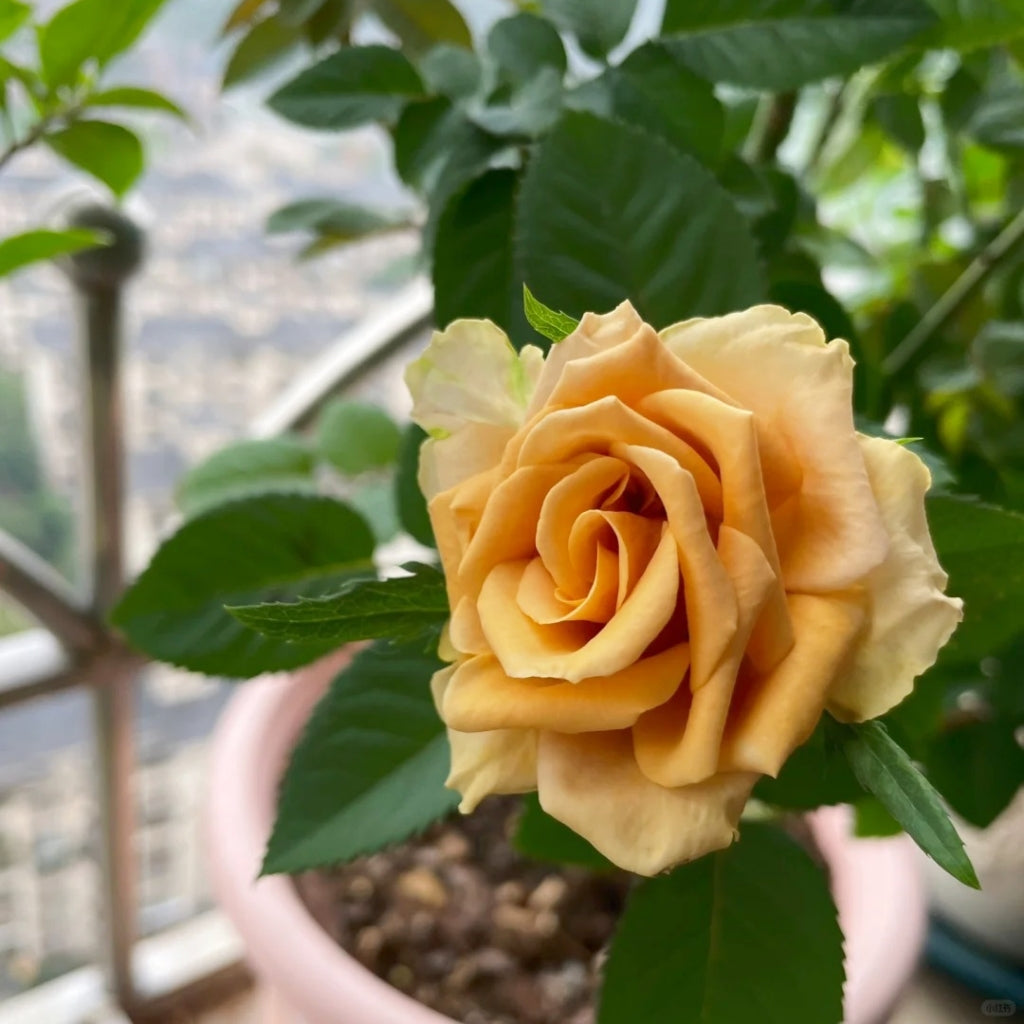 Toffee Rose – Unique Brown Cut Rose with Long Vase Life – Rosesplant
