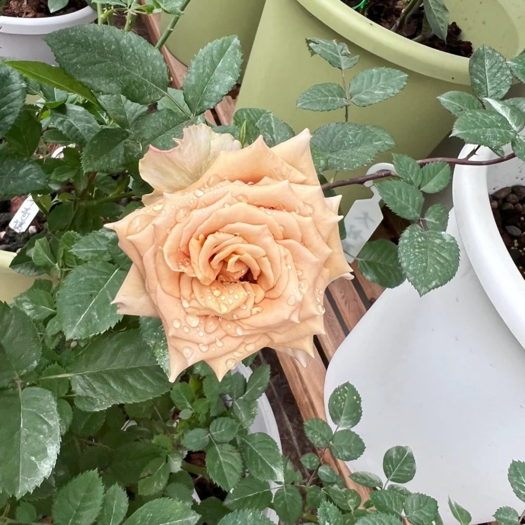 Toffee Rose
