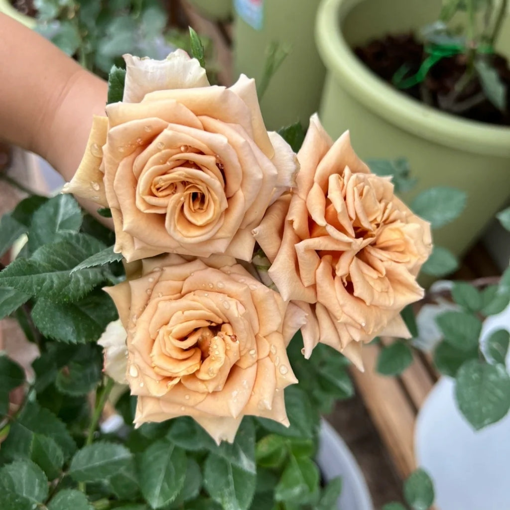 Toffee Rose
