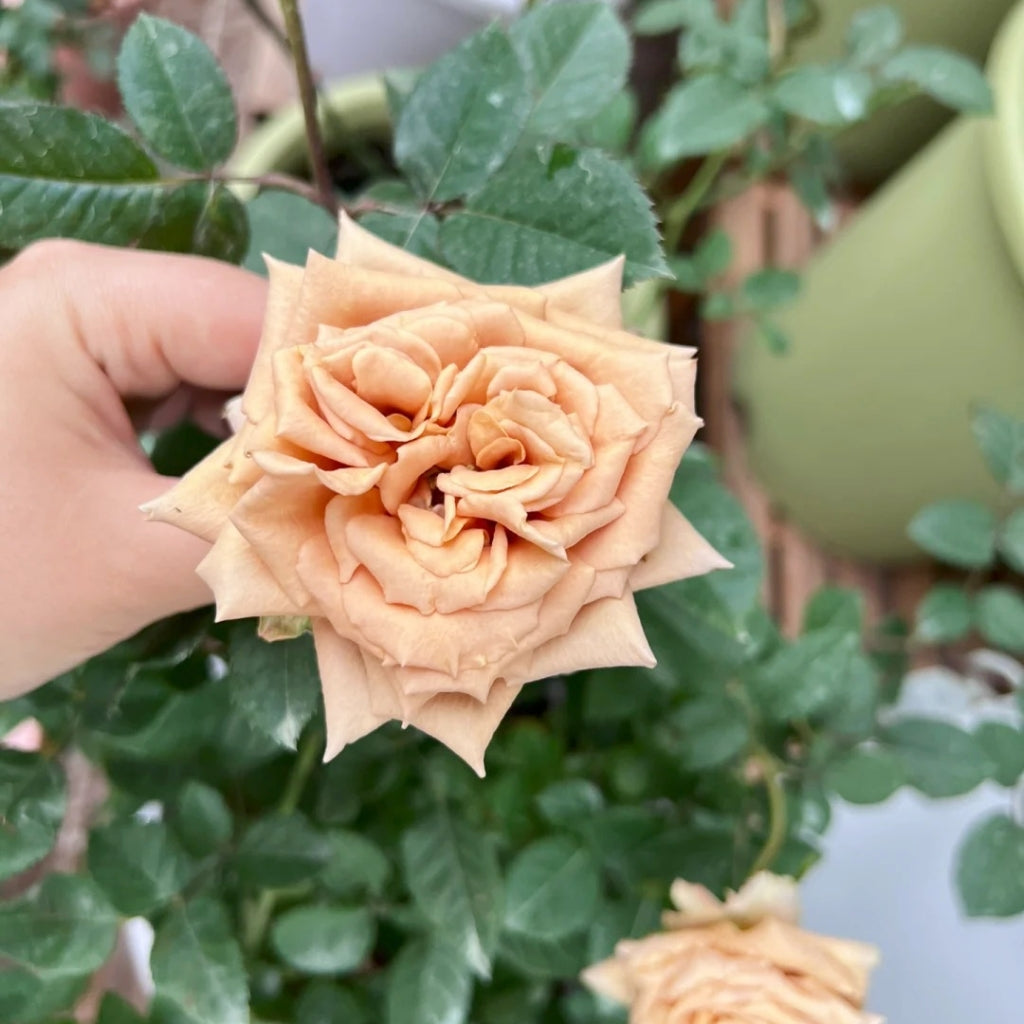 Toffee Rose