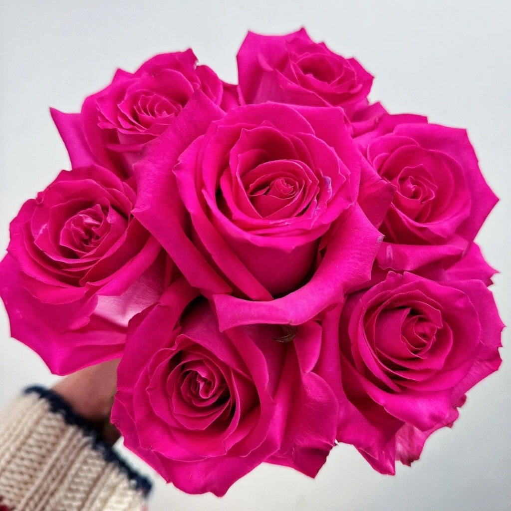 Topaz Rose – Rosesplant