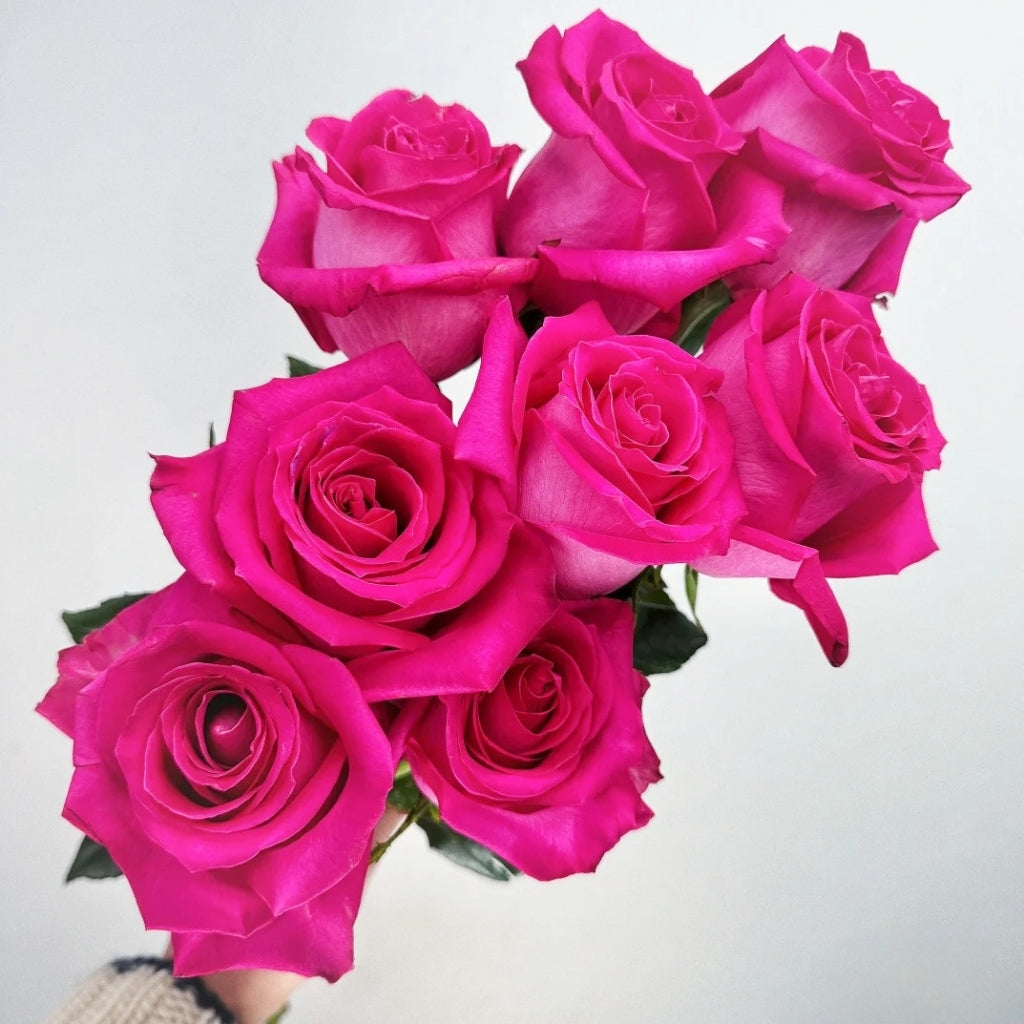 Topaz Rose – Rosesplant