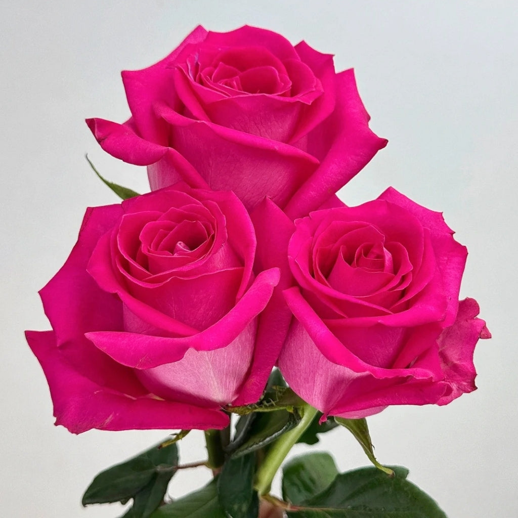 Topaz Rose – Rosesplant
