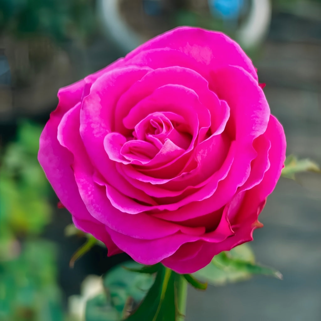 トップス rose Topaz Rose – Rosesplant