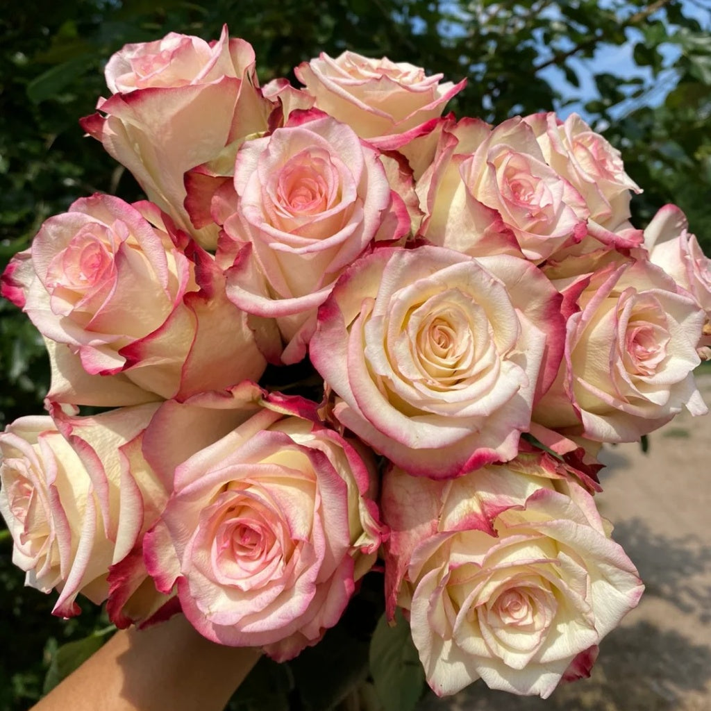 Tormenta Rose – Rosesplant