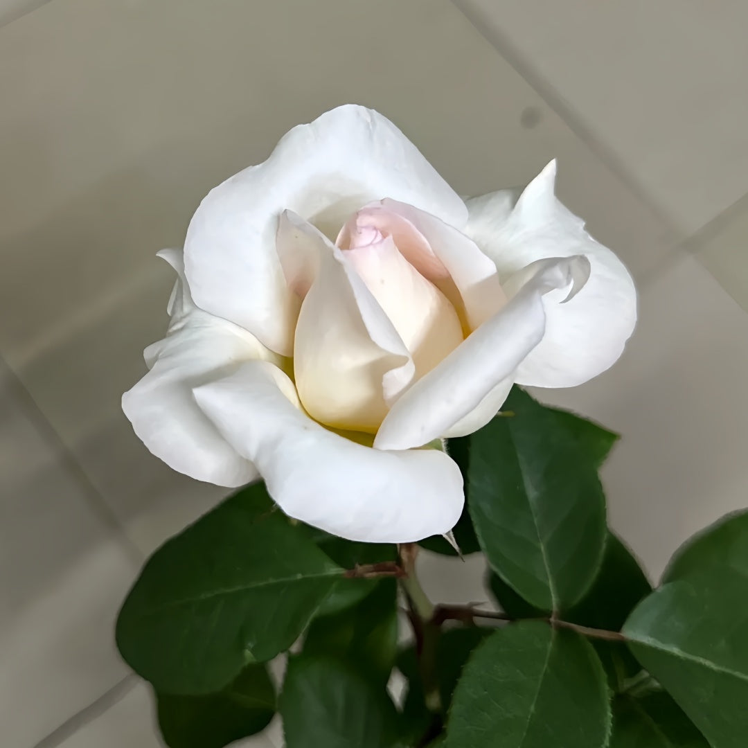 Trésor du Jardin Rose