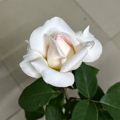Trésor du Jardin Rose