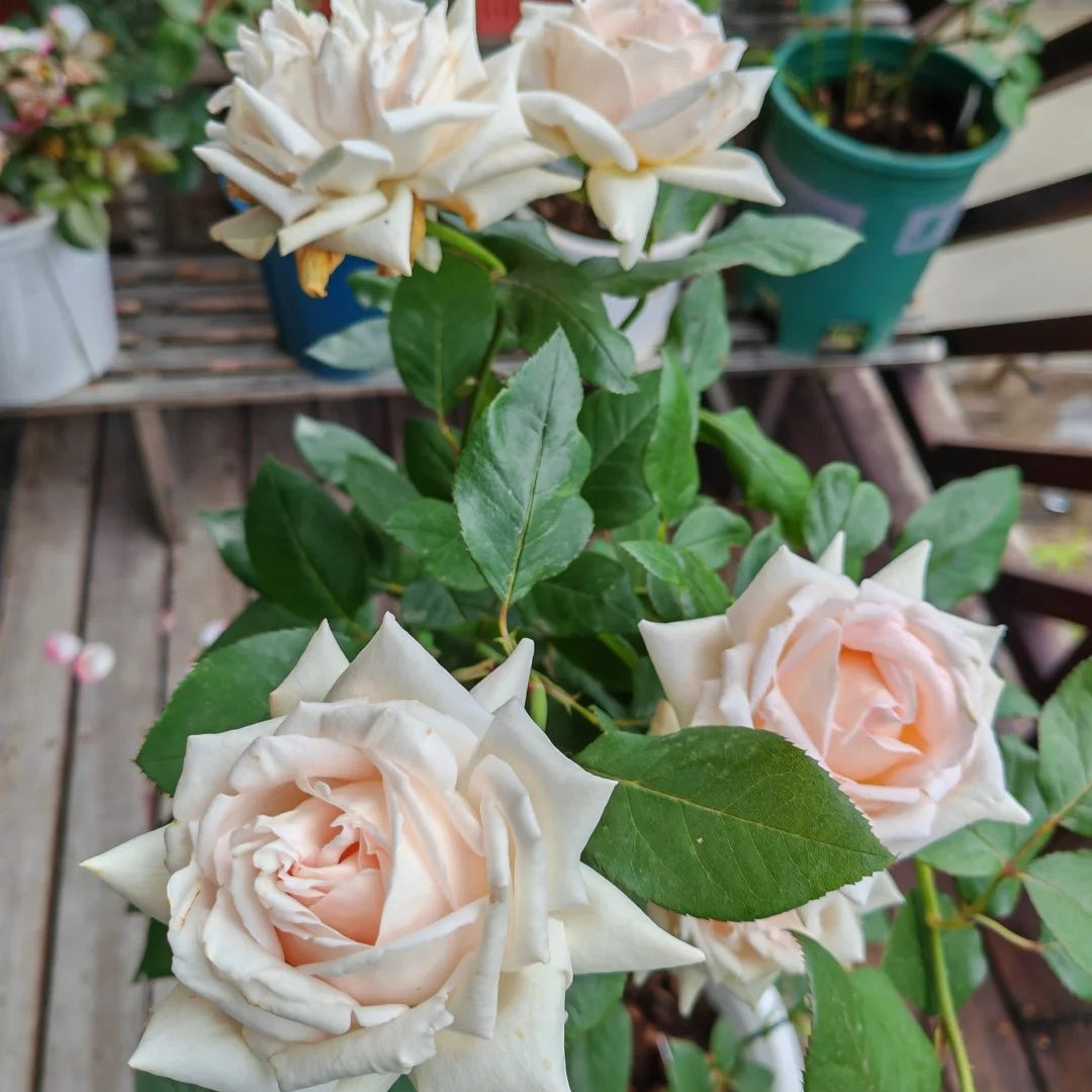 Trésor du Jardin Rose